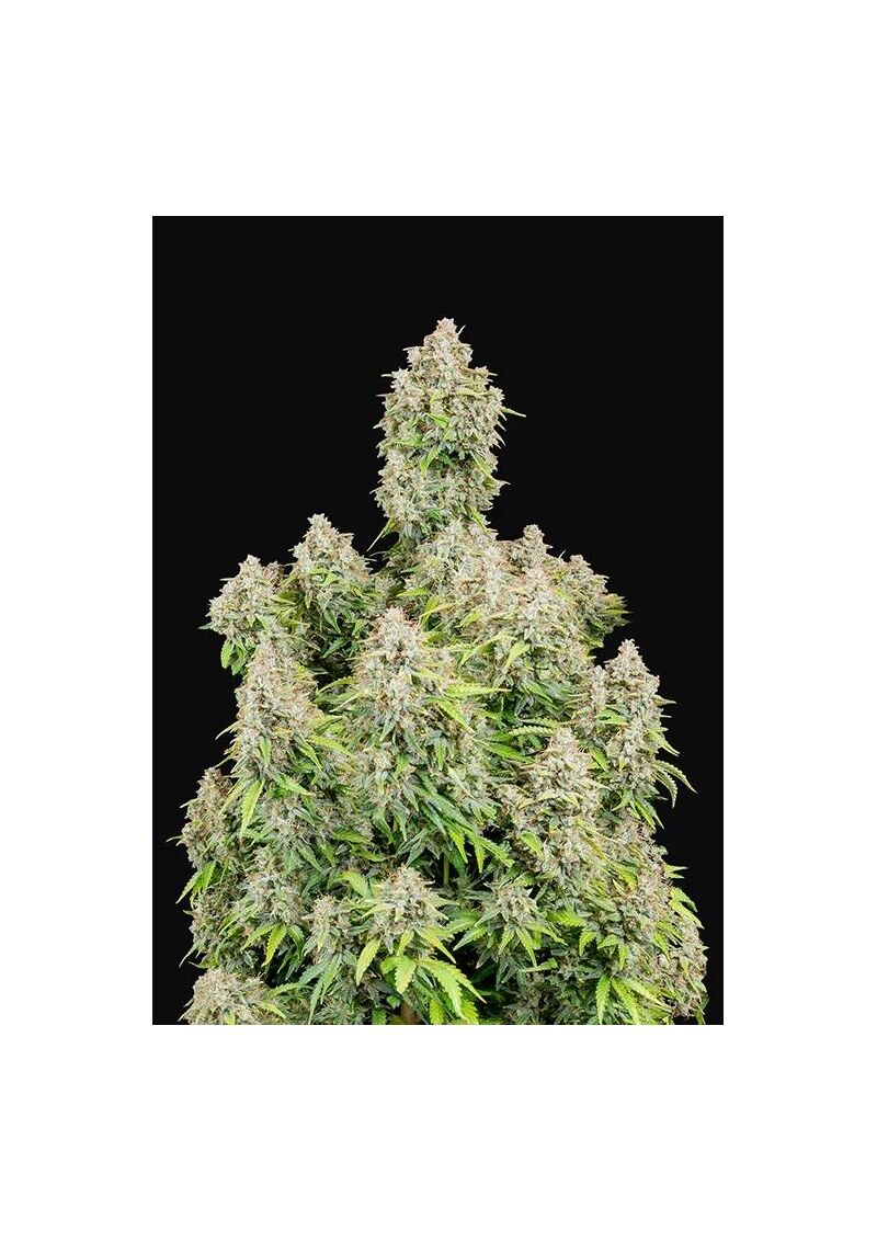 Original Auto Cinderella, Фасовка: 3, изображение 8